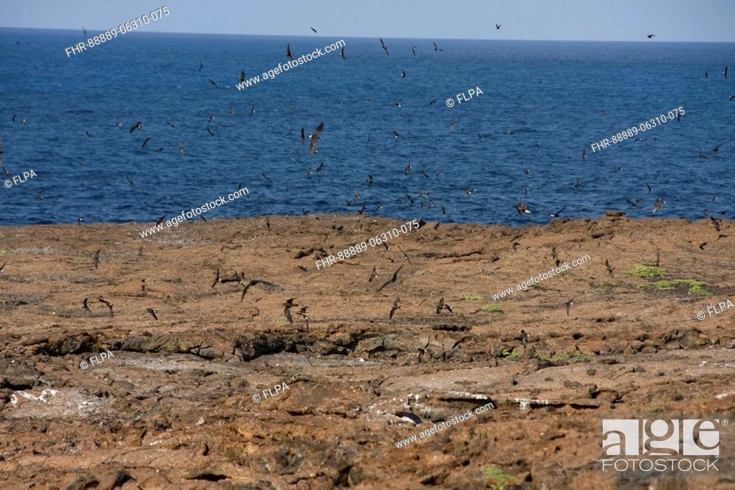 Stock Photo: Galapagos Storm Petrel's, nesting colony on Genovesa Island.