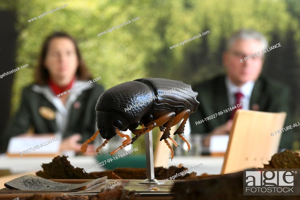 Stock Photo: 27 February 2019, Hessen, Kassel: The model of a bark beetle (Ips typographus) is standing on a table during the press conference of the Landesbetriebs.