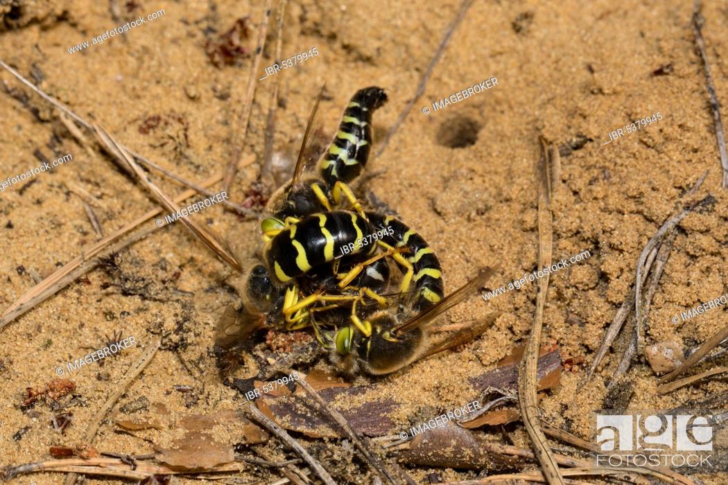 Stock Photo: Sand (Bembix rostrata) wasps.