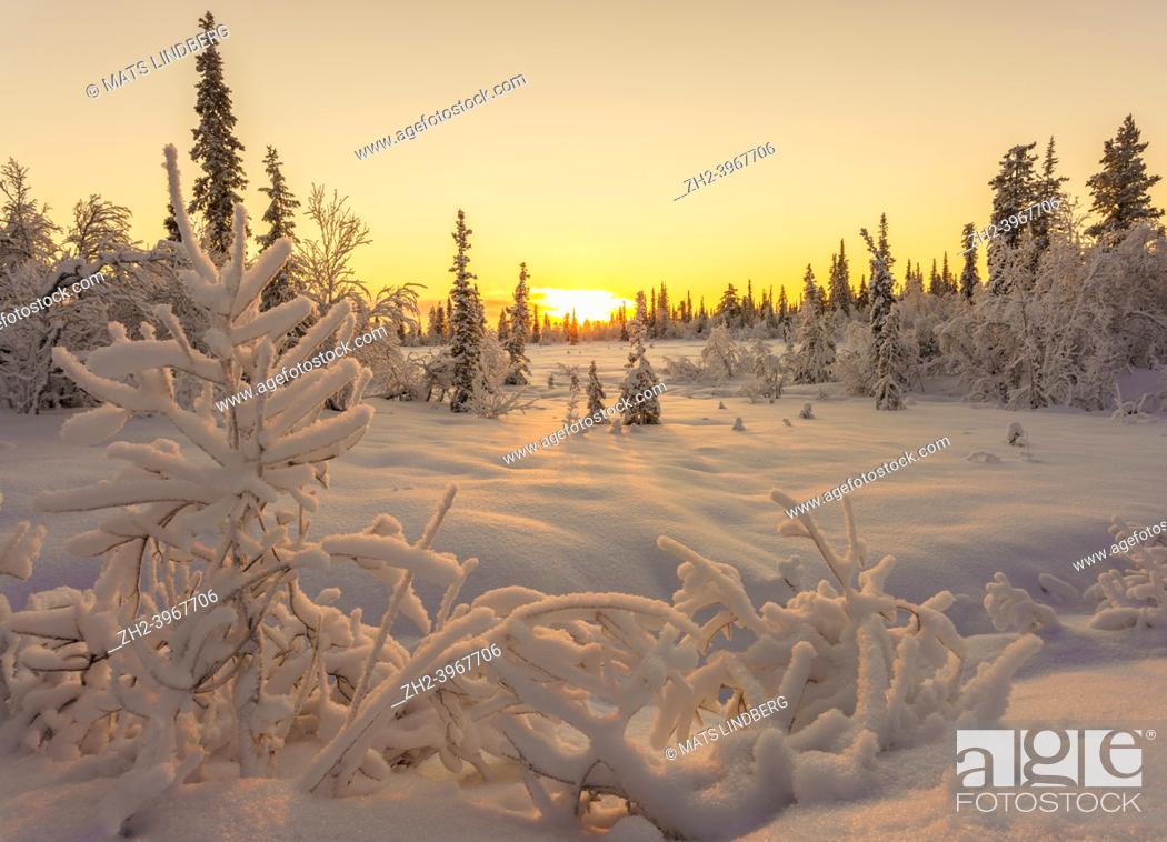 Stock Photo: Winter landscape in November with snowy trees and direct light with colorful sky, Gällivare, Swedish Lapland, Sweden.
