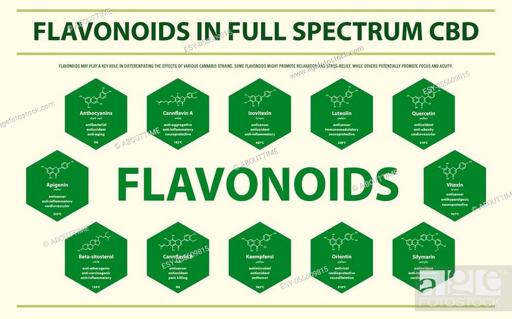 Stock Vector: flavonoids in Full Spectrum CBD with Structural Formulas horizontal business infographic illustration about cannabis as herbal alternative medicine and chemical.