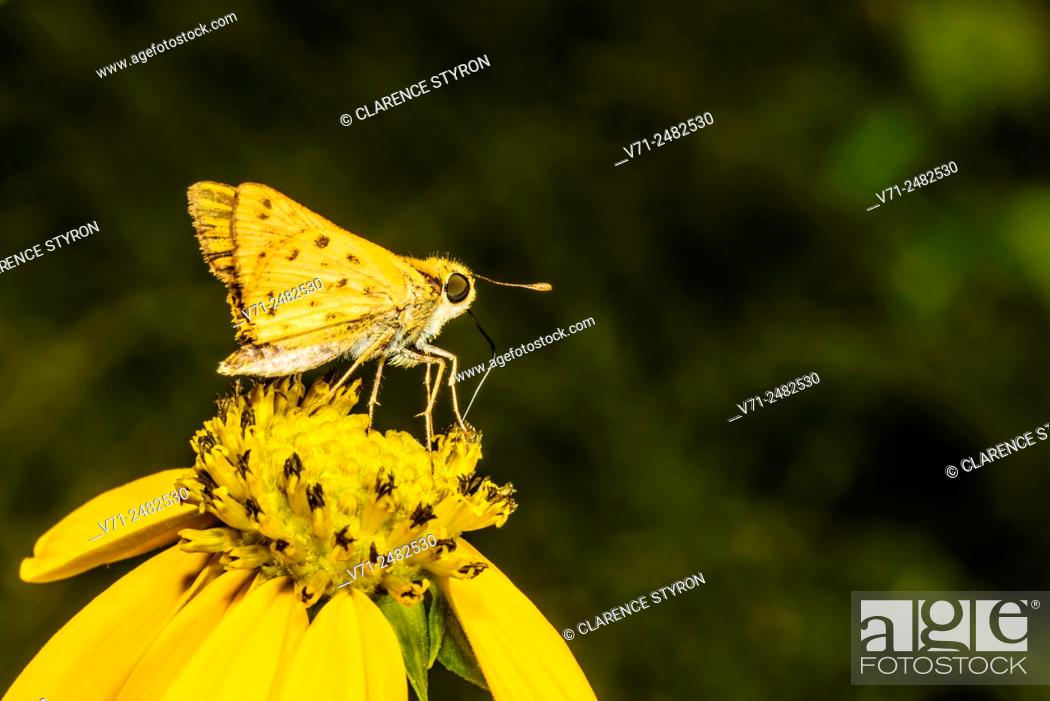Stock Photo: Fiery Skipper Butterfly (Hylephilus phyleus) Feeding on Cutleaf Daisy (Engelmannia peristenia) Flower.