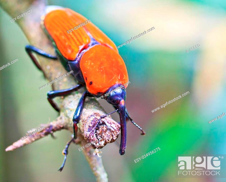 Stock Photo: Orange beetle insects In tropical forests thailand.