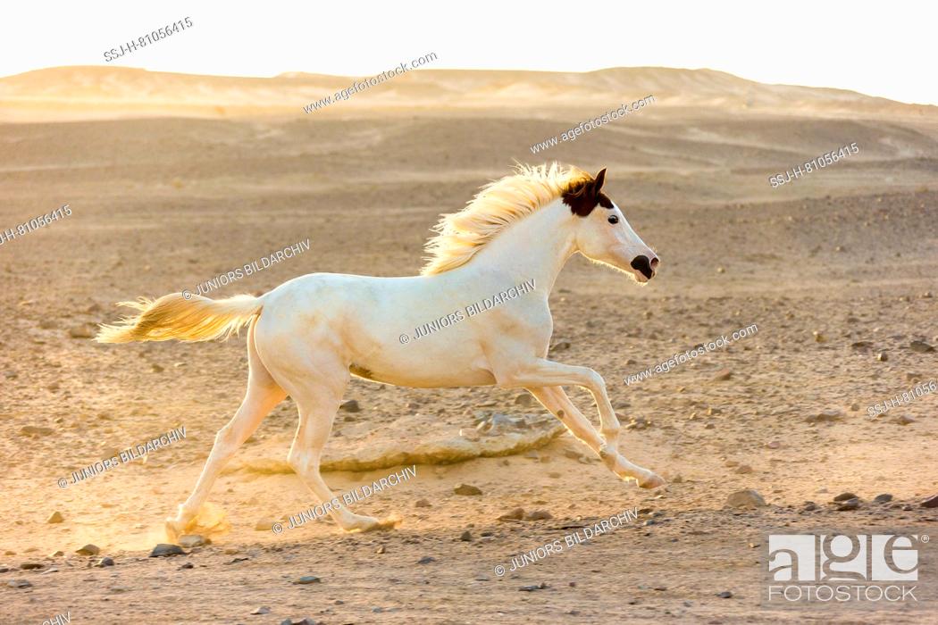Stock Photo: Arabian Horse. Juvenile mare galloping in the desert in evening light. Egypt.