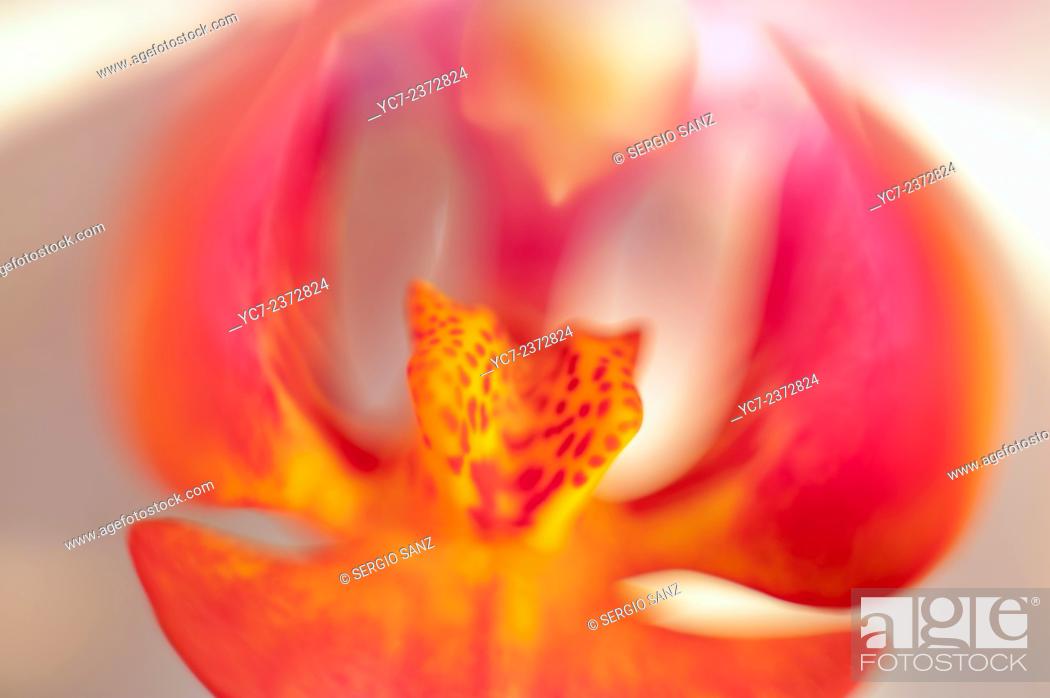 Stock Photo: orchid.