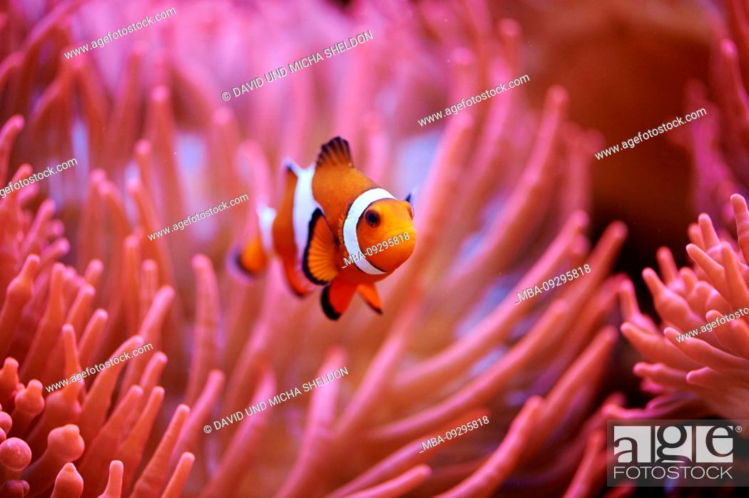 Stock Photo: Orange clownfish or percula clownfish (Amphiprion percula), sideways, swimming.