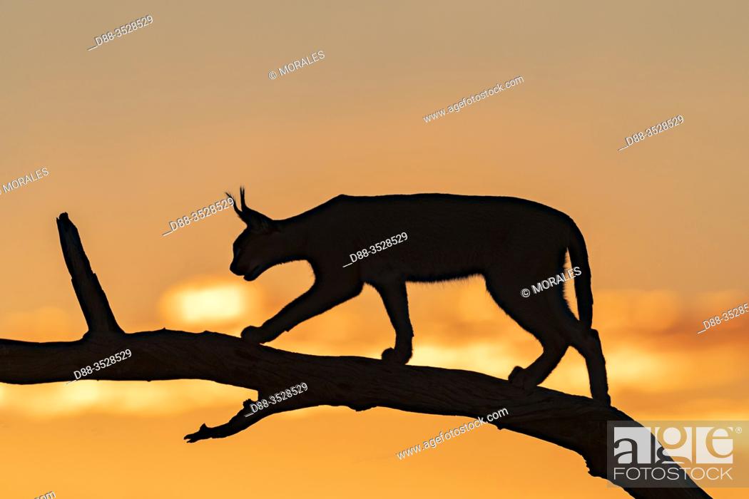 Imagen: Caracal (Caracal caracal), Occurs in Africa and Asia, Namibia, Private reserve, Adult under controlled conditions, on a tree at sunset.