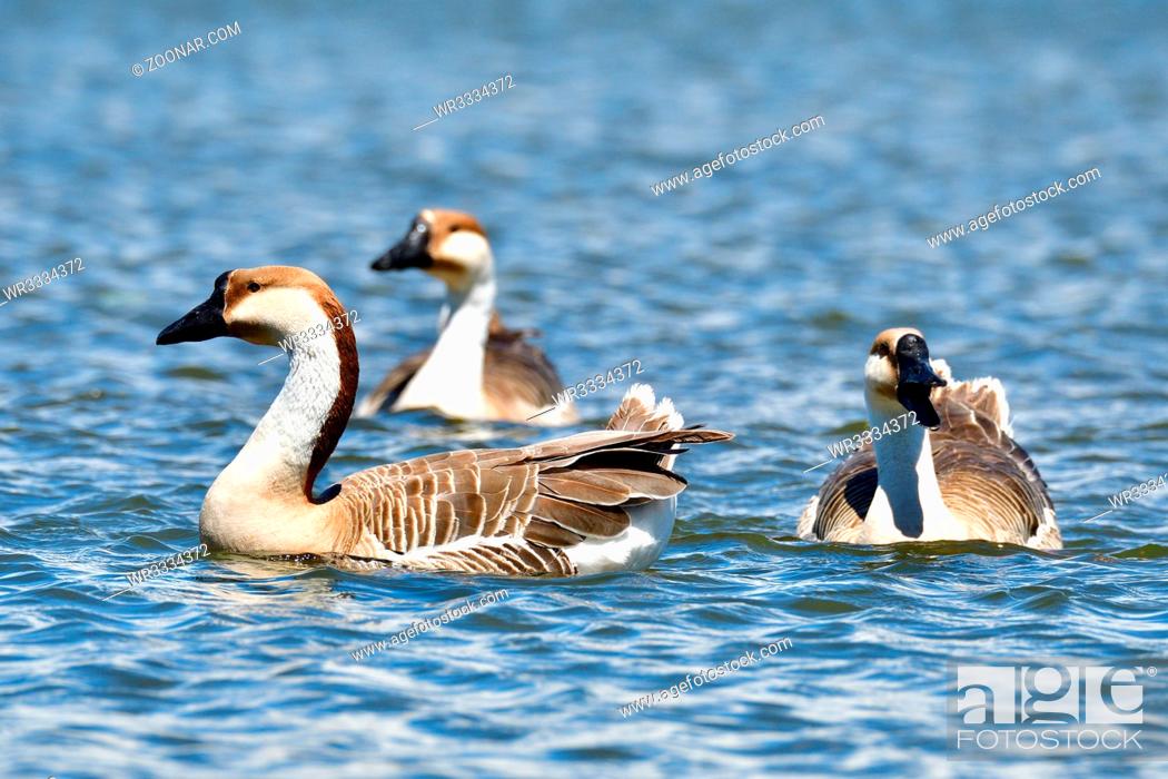 Stock Photo: Swan Goose swim in a lake. Schwanengans am ammersse in Bayern.
