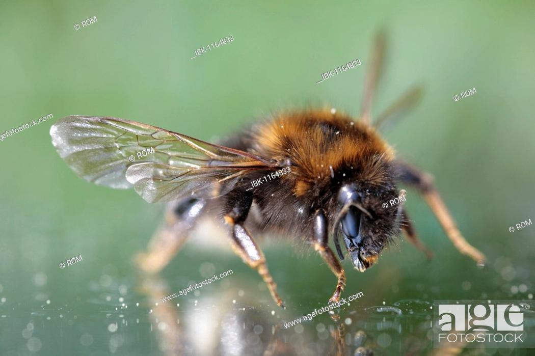 Stock Photo: Garden bumblebee (Bombus hortorum).