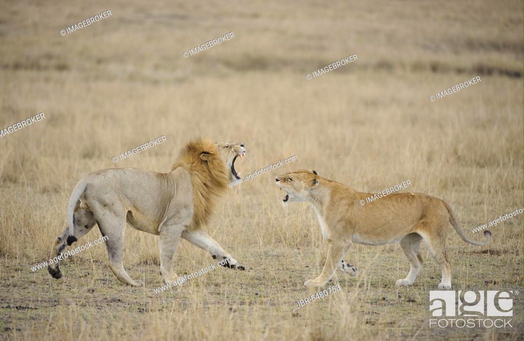 African Lion Niche Lion Niche lions (Panthera leo), lions, big cats,  predators, mammals, animals, Stock Photo, Picture And Rights Managed Image.  Pic. IBR-5480753 | agefotostock