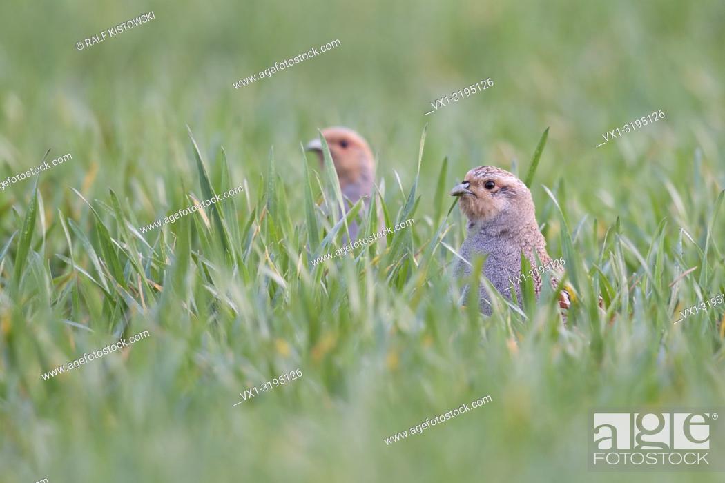 Stock Photo: Grey Partridges (Perdix perdix), hiding in a field of winter wheat, stretching their necks, watching curious, early in the morning, wildlife, Europe.