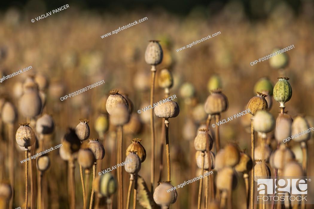 Stock Photo: Opium poppy field is seen near Tyn nad Vltavou, Budweis, Czech Republic, on July 31, 2020. (CTK Photo/Vaclav Pancer).
