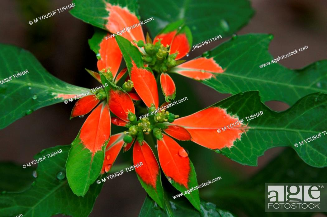 Stock Photo: Flower at Ramna Park Dhaka, Bangladesh March 2011.