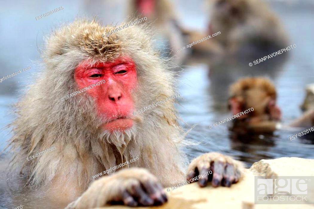 Stock Photo: A Japanese Macaque relaxes in the hot spring.