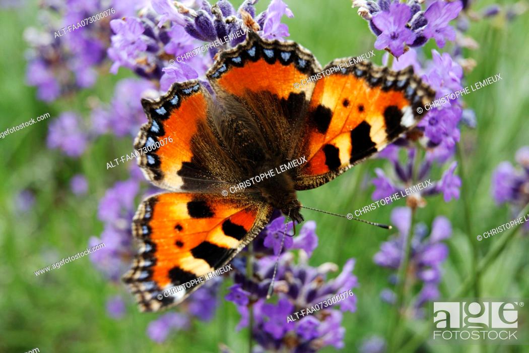 Imagen: Small Tortoiseshell butterfly Aglais urticae on lavender.