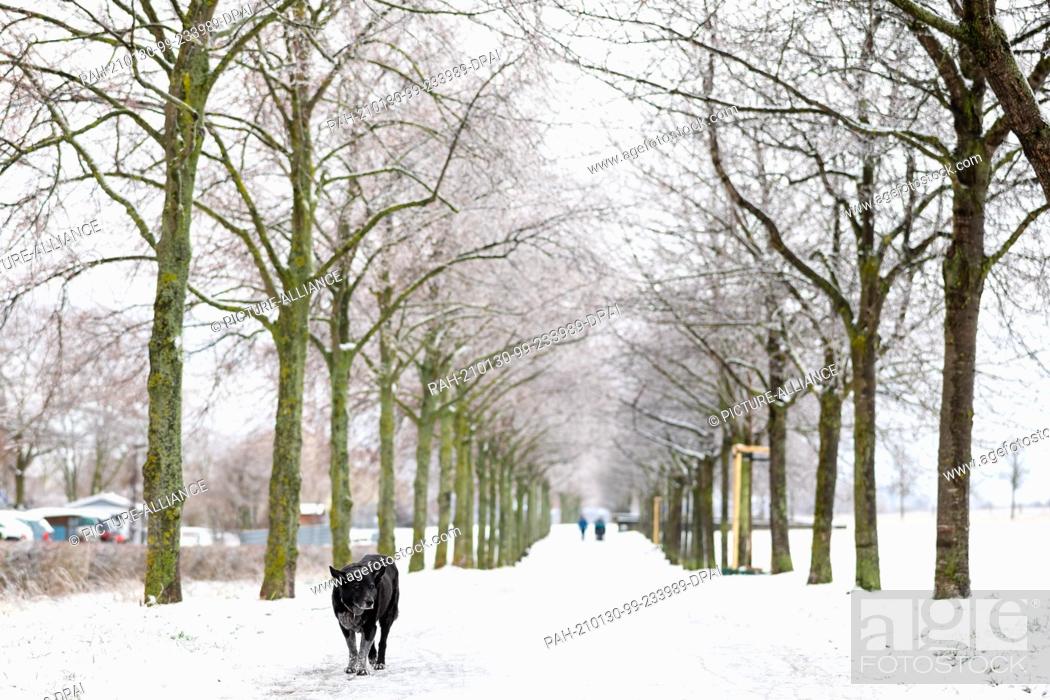Stock Photo: 30 January 2021, Lower Saxony, Hanover: A dog runs across a snowy path. Photo: Moritz Frankenberg/dpa. - Hanover/Lower Saxony/Germany.