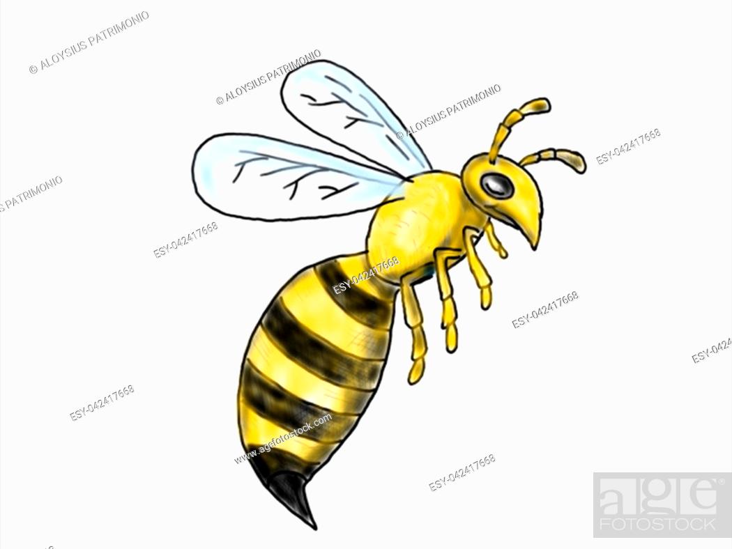 2d Animation motion graphics showing a drawing of a honeybee, Stock Photo,  Picture And Low Budget Royalty Free Image. Pic. ESY-042417668 | agefotostock