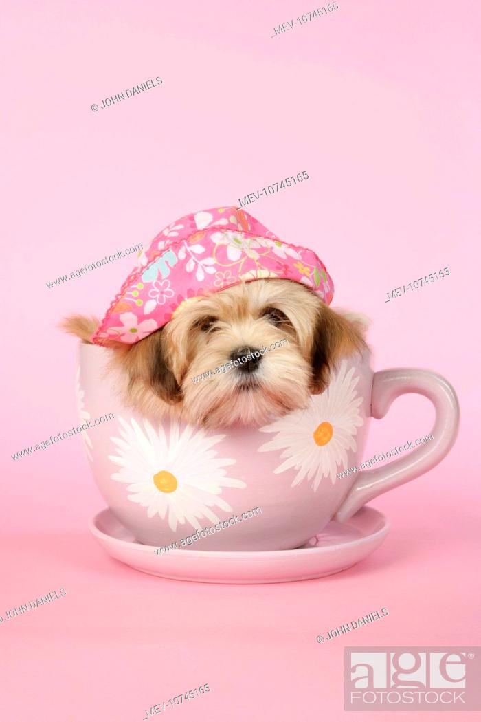 DOG Lhasa Apso 12 week old puppy in tea cup Stock Photo Picture 