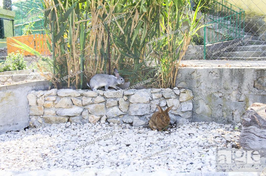 Imagen: Domestic rabbit, Oryctolagus cuniculus f. domesticus, enclosure in Split Zoo, Croatia, August 24, 2021.  (CTK Photo/Libor Sojka).