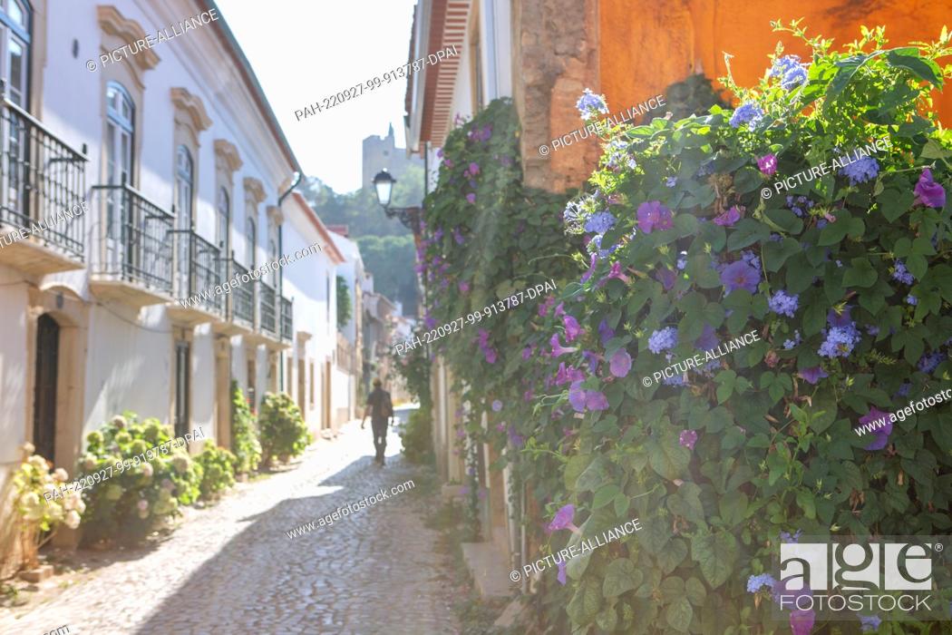 Stock Photo: PRODUCTION - 03 August 2022, Portugal, Tomar: Splendor winds grow on a wall in an alley in the city center. On the hill at the end of the alley you can see the.
