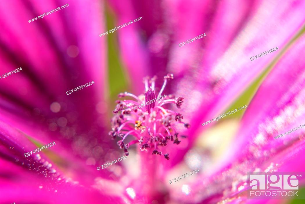 Stock Photo: Wilde Malve Makroaufnahme des Blütenstängel.