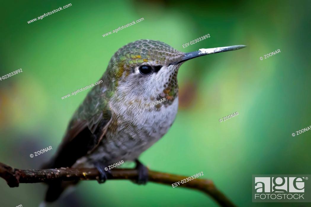 Stock Photo: Anna's Hummingbird.
