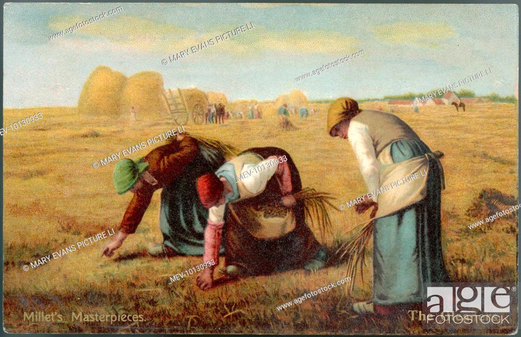 Stock Photo: 'Glaneurs' gleaning the corn field after the crop has been stored.