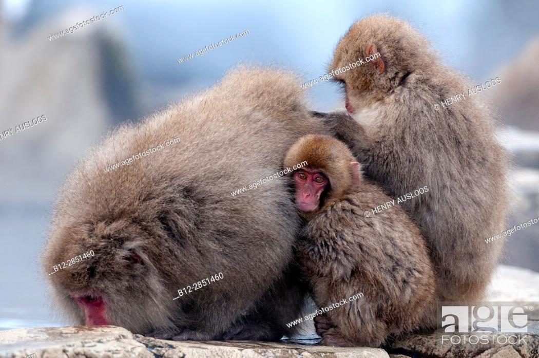 Imagen: Japanese macaque or snow japanese monkey, baby, in onsen (Macaca fuscata), Japan.