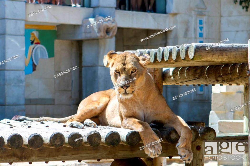 Stock Photo: Le lion (Panthera leo) est une espèce de mammifères carnivores de la famille des félidés. La femelle du lion est la lionne, son petit est le lionceau.