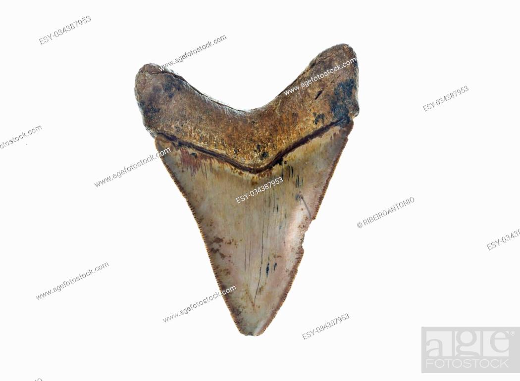 Stock Photo: Back of a fossilised tooth from a prehistoric C. Megalodon shark.