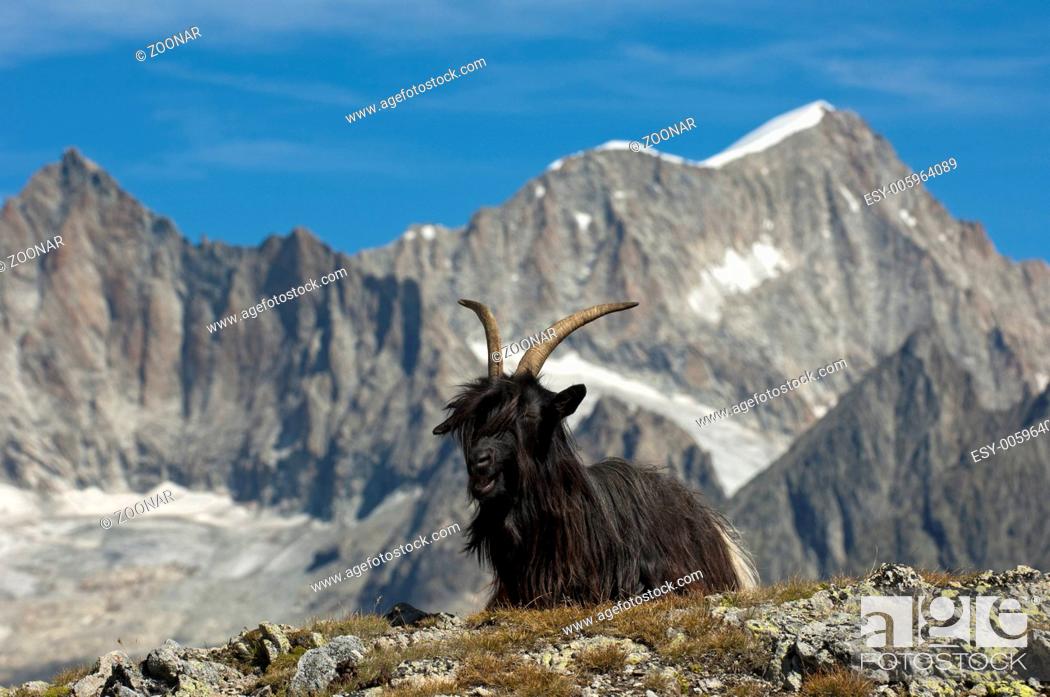 Stock Photo: Valaisian mountain goat.
