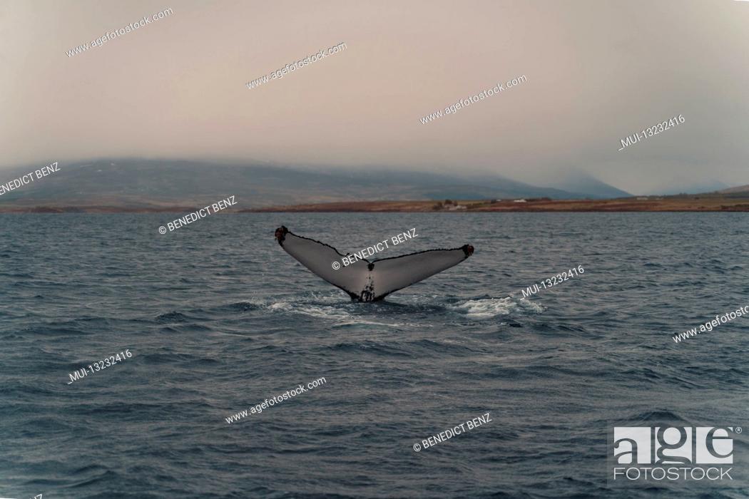 Stock Photo: Iceland, Norðurland vestra, Akureyri, Eyjafjördur, Humpback, Whale, Megaptera novaeangliae, Coast, Fjord.
