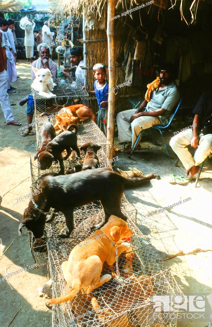 dogs for sale at animal fair at Sonpur, India, Stock Photo, Picture And  Rights Managed Image. Pic. ZI1-1981267 | agefotostock