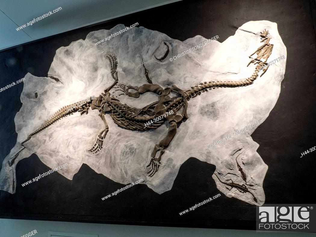Imagen: Fossilienmuseum in Meride.