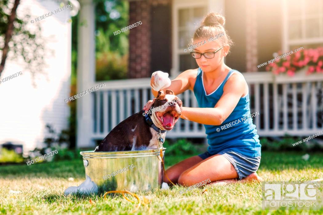 Stock Photo: Girl washing dog in bucket.