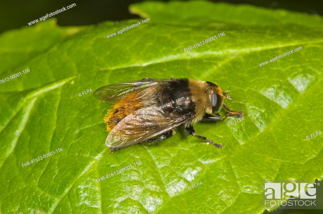 Stock Photo: Narcissus Bulb Fly Merodon equestris adult, resting on leaf, Norfolk, England, june.