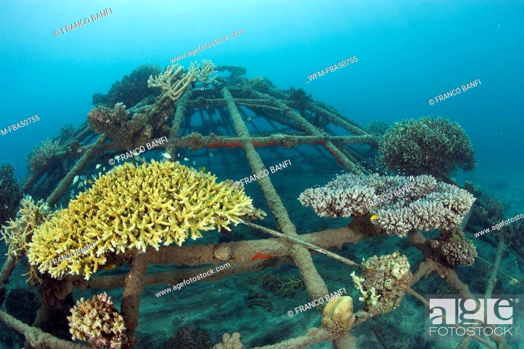 Photo de stock: Structure of bio-rock, method of enhancing the growth of corals and aquatic organisms, Pemuteran project, Bali Island, Indonesia.