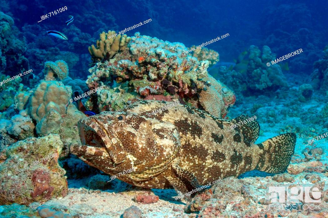 Stock Photo: Bullhead grouper (Epinephelus fuscoguttatus) lying on seabed in coral reef, bluestreak cleaner wrasse (Labroides dimidiatus) above, Red Sea.