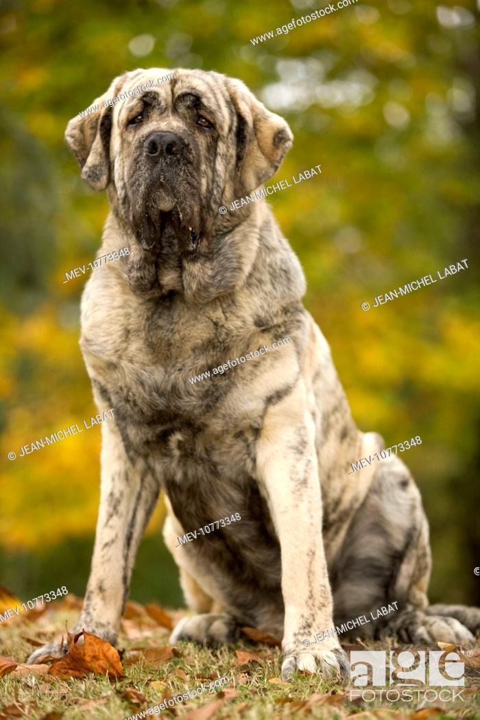 Dog Spanish Mastiff Also Known As Mastin Espanol Stock Photo Picture And Rights Managed Image Pic Mev 10773348 Agefotostock