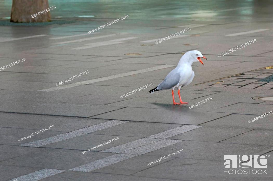 Stock Photo: Aggressive Silver Gull seabird standing screaming on pavement at Sydney Harbour in New South Wales, Australia.