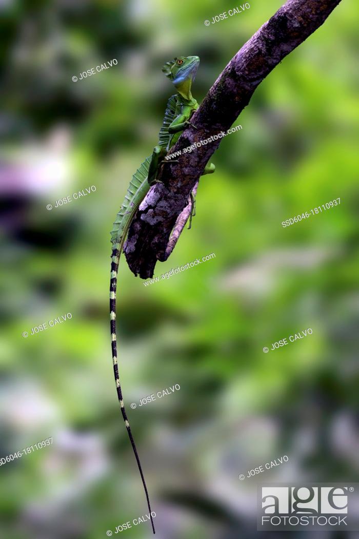 Stock Photo: Green Basilisk blending perfectly well with its environment.
