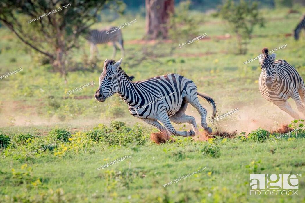 Stock Photo: Two Zebras chasing each other in the.
