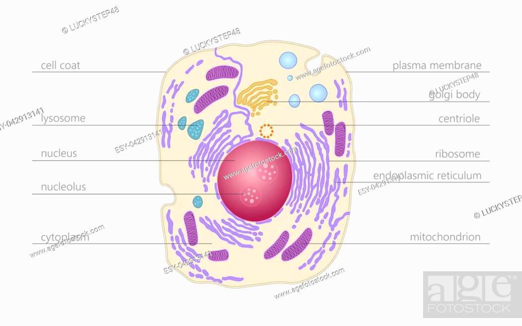 Animal human cell structure educational science. Microscope 3d eukaryotic  nucleus organelle medicine..., Stock Vector, Vector And Low Budget Royalty  Free Image. Pic. ESY-042913141 | agefotostock