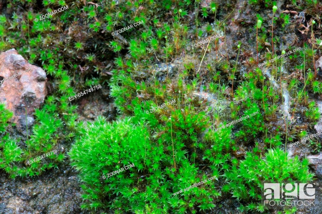 Stock Photo: closeup old Stone Overgrown with Green Moss in forest.