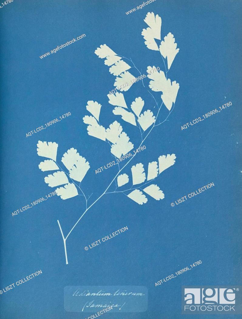 Stock Photo: Adiantum tenerum, Jamaica; Anna Atkins (British, 1799 - 1871); England; 1853; Cyanotype; 25.4 × 19.4 cm (10 × 7 5, 8 in.).