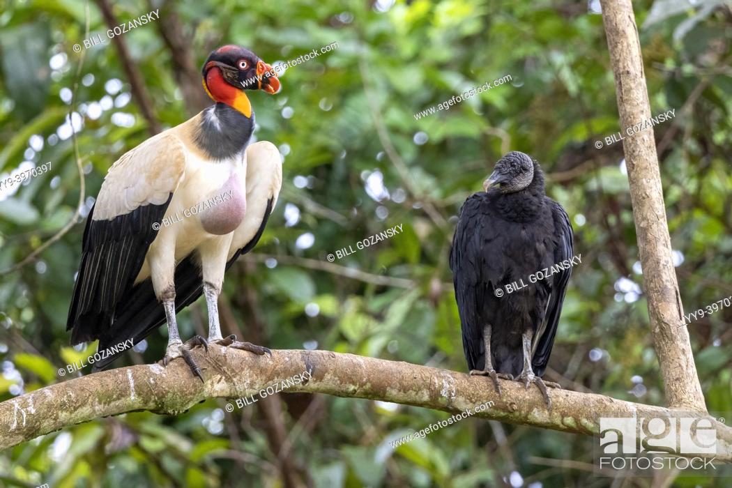 Photo de stock: King Vulture (Sarcoramphus papa) looking at a much smaller Black Vulture (Coragyps atratus) while perched on branch - La Laguna del Lagarto Eco-Lodge.