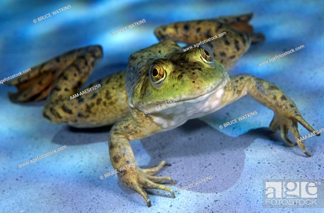 Stock Photo: Bullfrog (Rana catesbeiana), Livermore, CA.