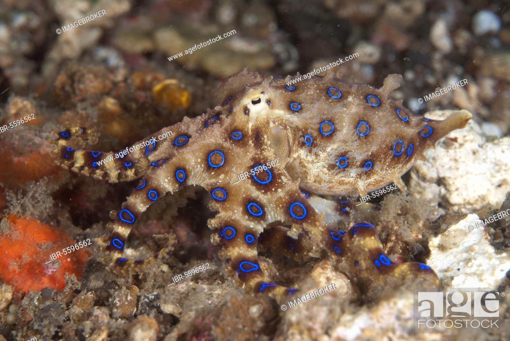 Stock Photo: Greater Blue-ringed Octopus, Greater Blue-ringed Octopus, blue-ringed octopuses (Hapalochlaena lunulata), Other animals, Cephalopods, Animals, Molluscs.