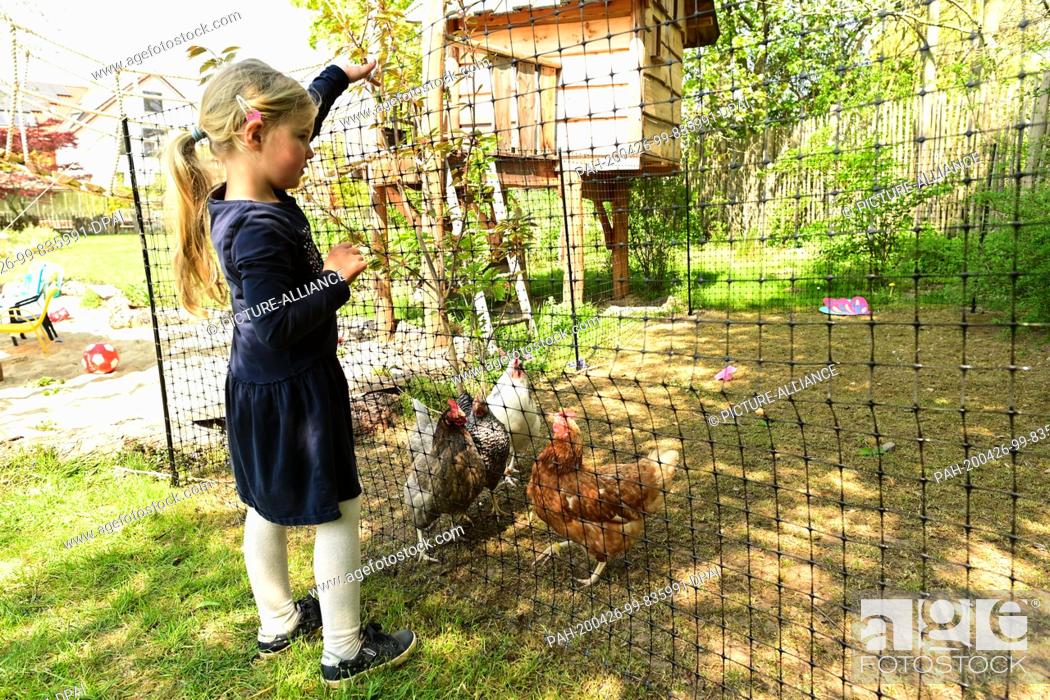Stock Photo: 17 April 2020, Hessen, Kassel: Amelie feeds the rental chickens. For three weeks the chickens lived in the garden of the Rassek family on the outskirts of.