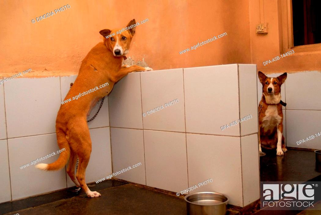Dogs being treated at the Parel animal hospital ; Bombay now Mumbai ;  Maharashtra ; India, Stock Photo, Picture And Rights Managed Image. Pic.  DPA-ASB-144503 | agefotostock